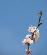 Spring blossom of apricote tree white flowers