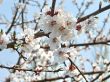Spring blossom of apricote tree