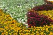 Multicolor blossoming bed of flowers