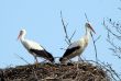 storks couple in nest on blue sky background