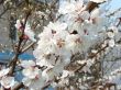 Spring blossom of apricote tree white flowers