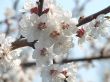 Spring blossom of apricote tree white flowers
