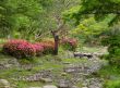 Summer Japanese garden
