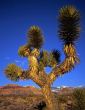 Mojave Yucca #2