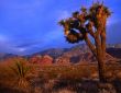 Mojave Yucca #3