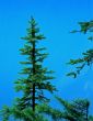 Lodge Pole Pine