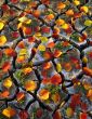 Red & Yellow Leaves