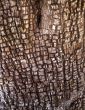 Alligator Juniper Bark