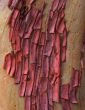 Abstract Bark