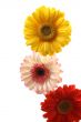 three lovely bright gerbera isolated on white
