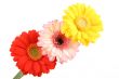 three lovely bright gerbera isolated on white