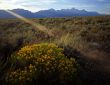 Tetons Flowers & Flare