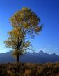 Tetons & Cottonwood