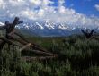 Tetons & Fence #4