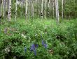 Flowers & Aspens