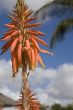 blossoming aloe