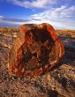 Petrified Rock