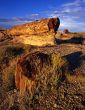 Petrified Rocks