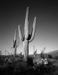 Saguaro Cactus B & W