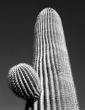 Saguaro Cactus B & W