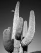 Saguaro Cactus B & W