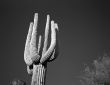 Saguaro Cactus B & W