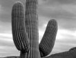 Saguaro Cactus B & W