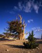 Bristlecone Pine Trees