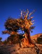 Bristlecone Pine