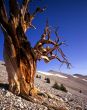 Bristlecone Pine Tree