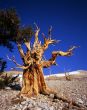 Bristlecone Pine Tree