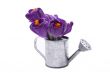 close-ups of lovely crocuses
