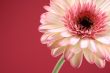 close-ups of lovely gerbera isolated