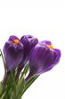 close-ups of three lovely crocuses isolated