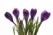 spring!