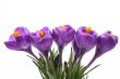 spring!