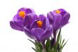 spring!
