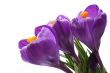 spring!