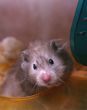 Grey hamster