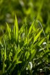 New green grass