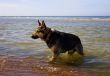 Dog in the sea