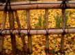 Autumn Japanese Fence