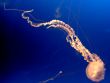 Jelly fish-spermatozoon