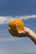 hand keeps orange on background sky
