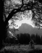 Half Dome Branch