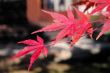 Red mapple leaves