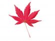 Maple leaf