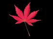 Maple leaf