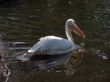 pelican, water