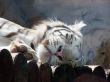 white tiger, sleep
